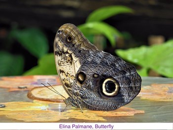 ElinaPalmane_Butterfly.jpg