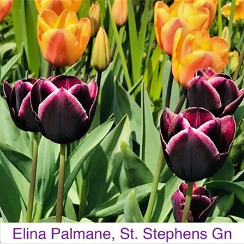 ElinaPalmane_St. Stephens Green.jpg